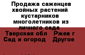 Продажа саженцев хвойных растений, кустарников, многолетников из личного сада - Тверская обл., Ржев г. Сад и огород » Другое   